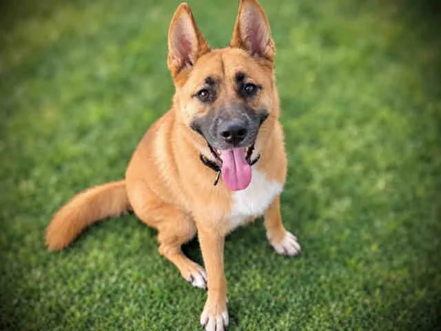 An adult medium-sized female German Shepherd Dog dog named Darla for adoption in Bonita, CA