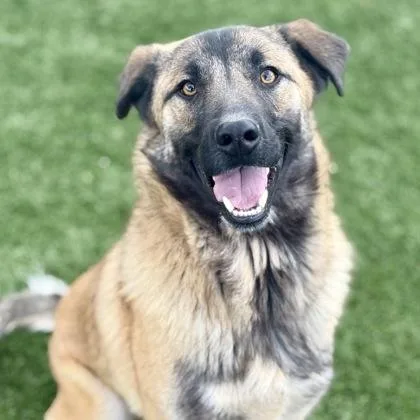A young medium-sized male Anatolian Shepherd dog named Barlen for adoption in Red Bluff, CA