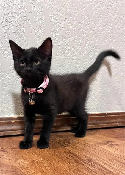 A young medium-sized female Black Domestic Short Hair cat named Little Priss for adoption in Edmond, OK