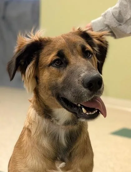 A young large-sized male German Shepherd Dog dog named Quincey for adoption in Hastings, NE