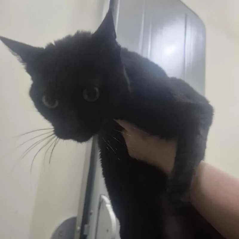 An adult medium-sized female Black Domestic Short Hair cat named Tinkerbell for adoption in Upland, CA