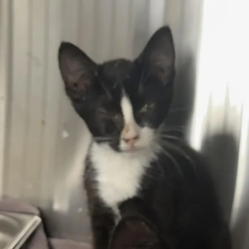 A baby small-sized female Domestic Short Hair cat named Jolie for adoption in Hagerstown, MD