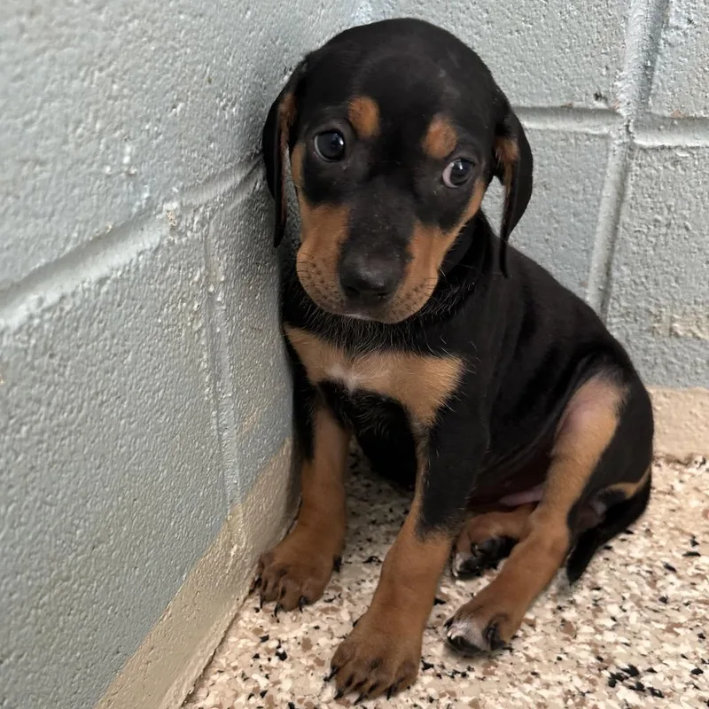 A baby medium-sized female Black Catahoula Leopard Dog dog named Fern for adoption in LOXAHATCHEE, FL