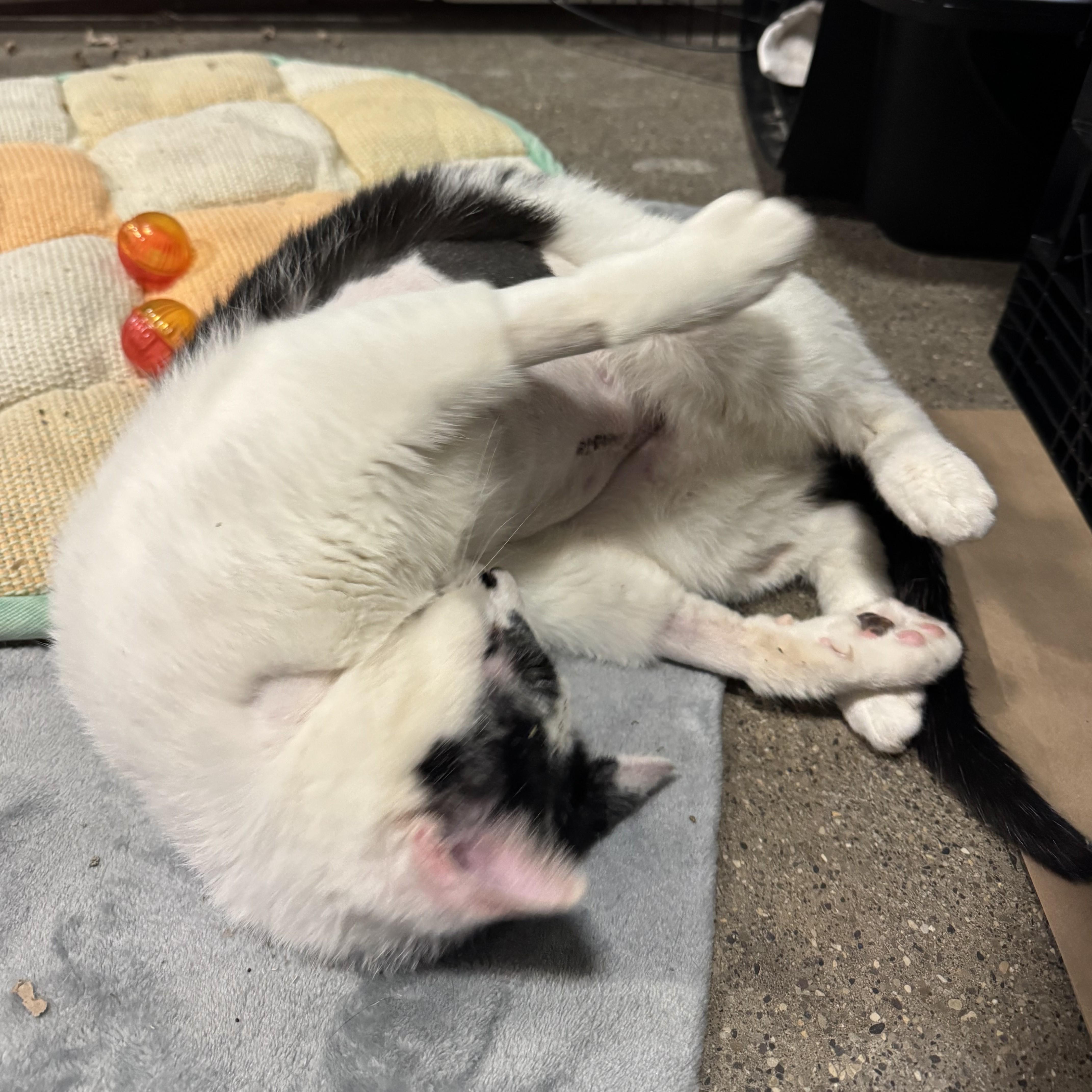 A young medium-sized male Black Domestic Short Hair cat named Crosby for adoption in Columbus, OH