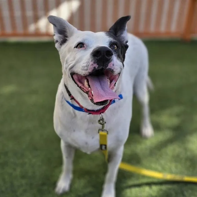 An adult large-sized male Dalmatian dog named Bubba for adoption in Las Vegas, NV