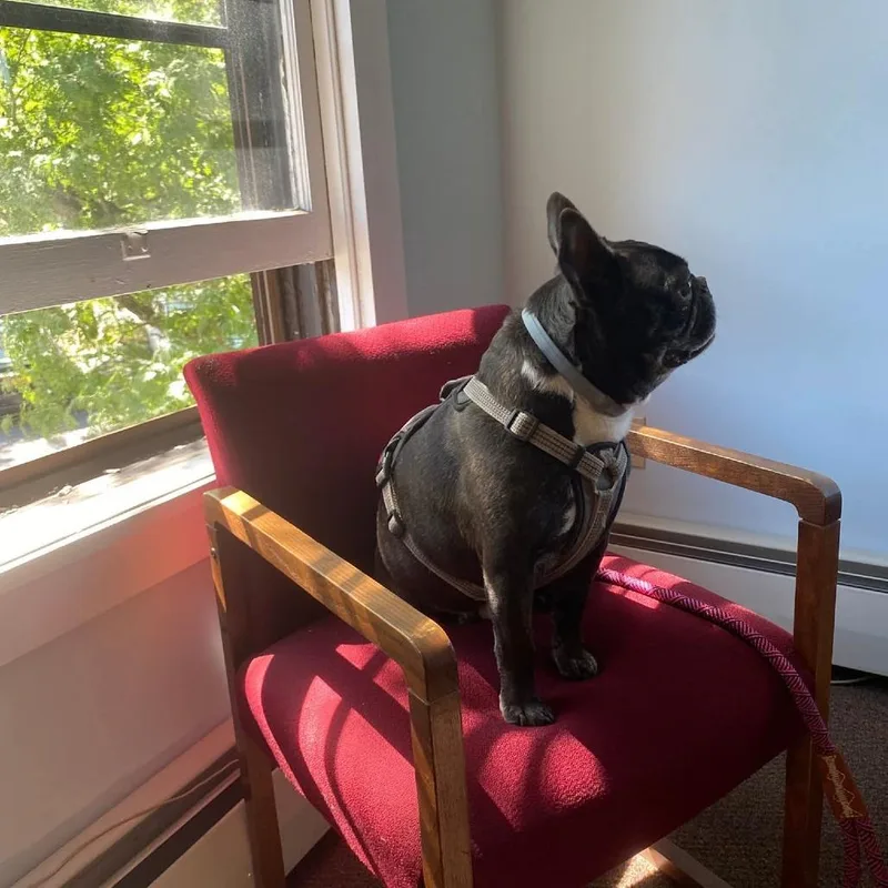 Igor Bonded W Rosa thumbnail 3