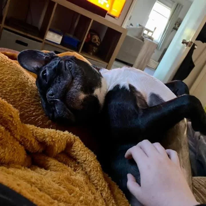 Igor Bonded W Rosa thumbnail 5