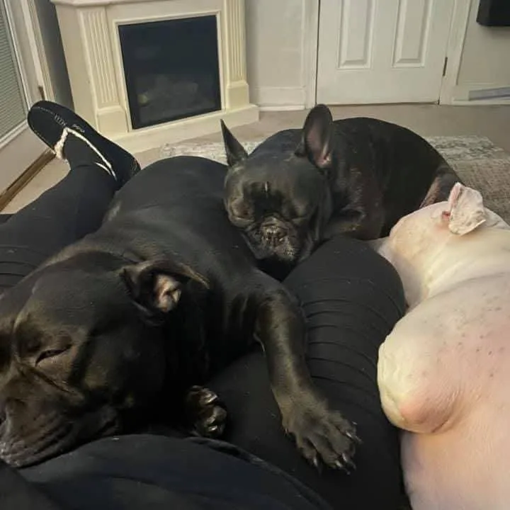 Igor Bonded W Rosa thumbnail 6