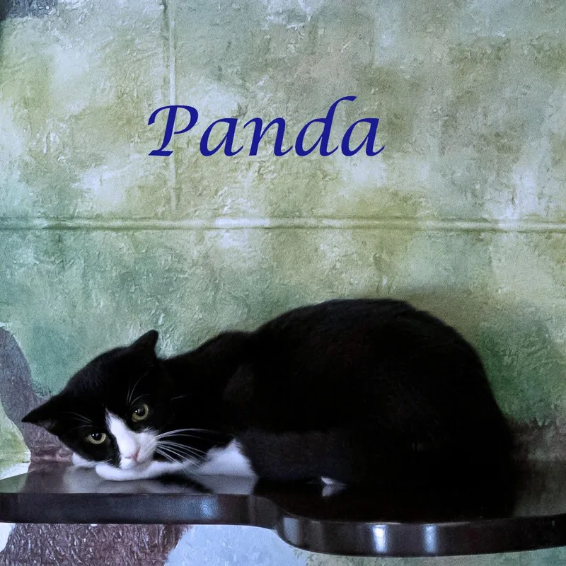 An adult medium-sized male Black Domestic Short Hair cat named Panda C for adoption in Lebanon, TN