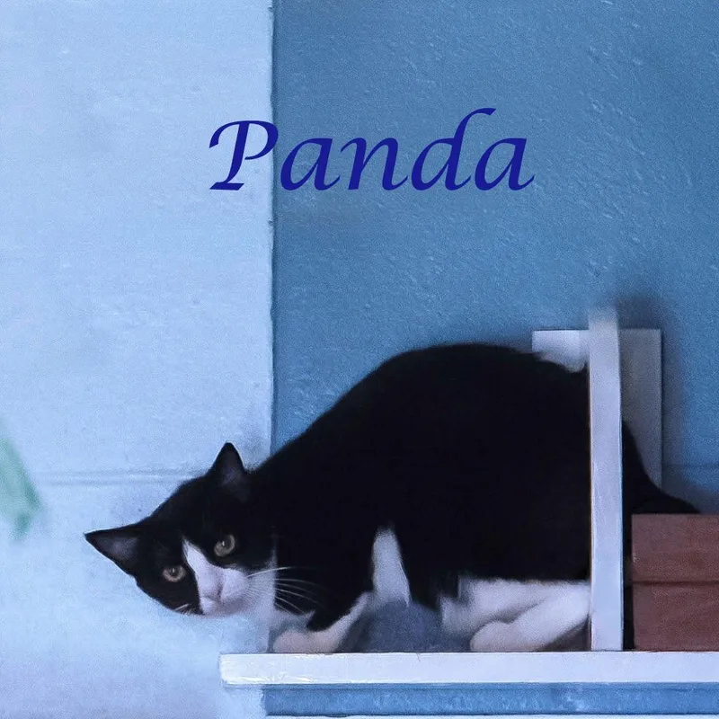 Panda C thumbnail 2
