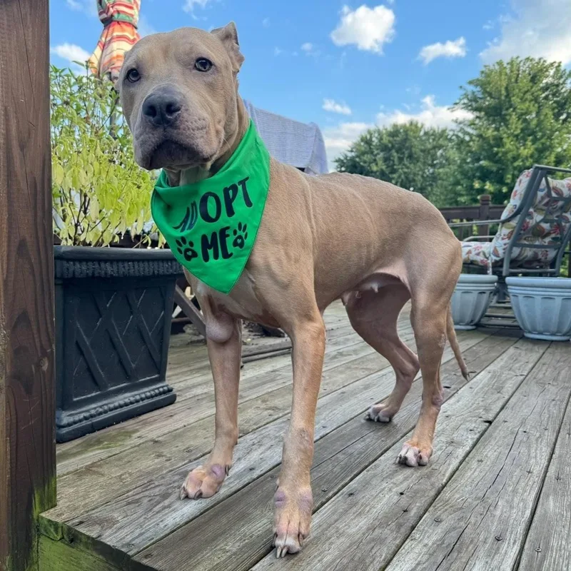 An adult medium-sized female Sable Mixed Breed dog named Juniper for adoption in Normal, IL