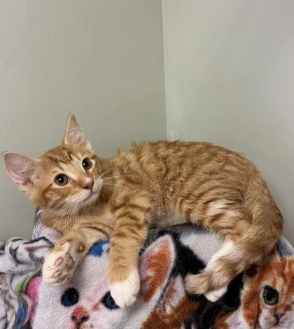 A baby medium-sized male Domestic Short Hair cat named Copper for adoption in Picayune, MS