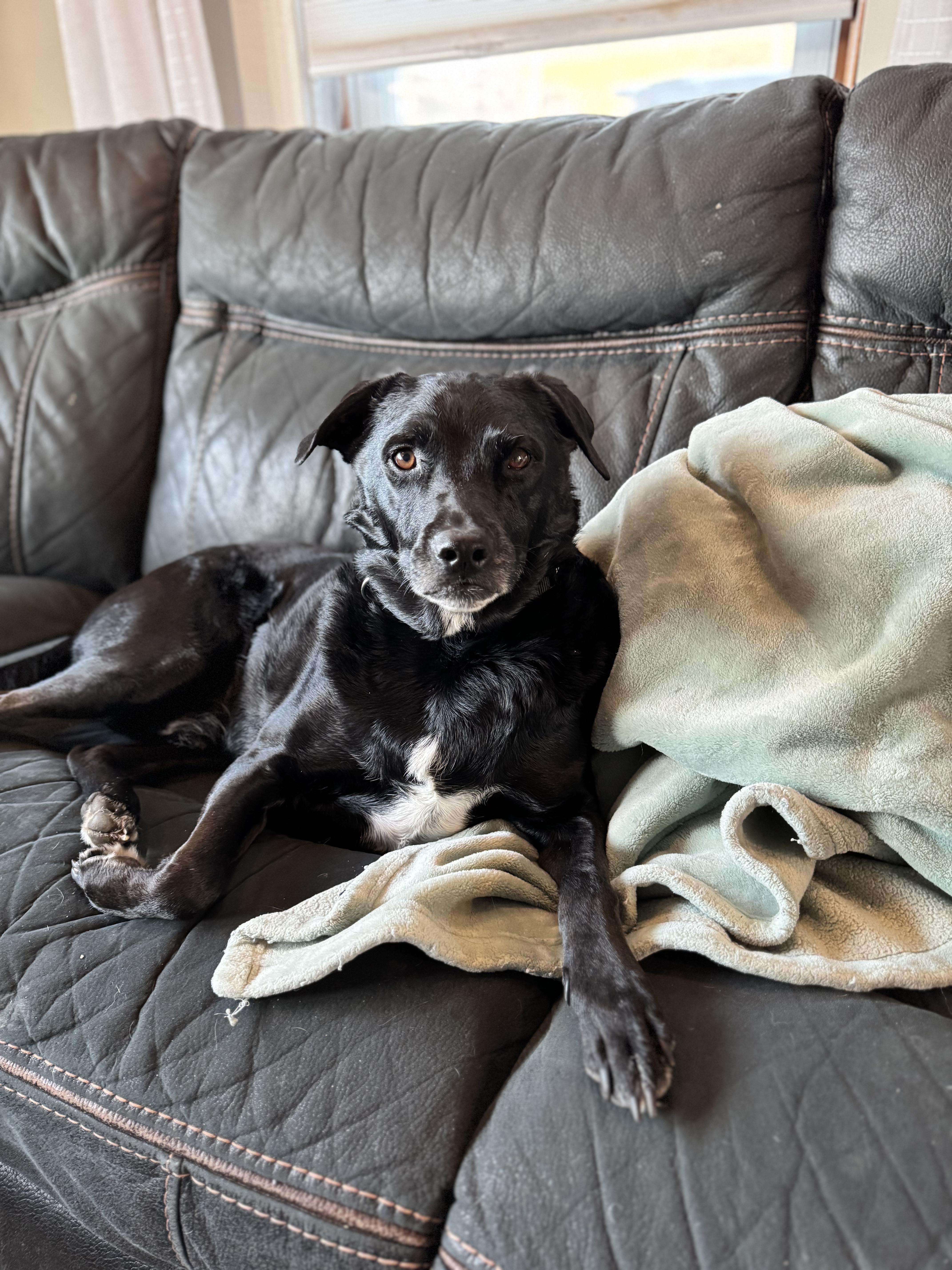 An adult medium-sized male Mixed Breed dog named Aengus Francis for adoption in Chelmsford, MA