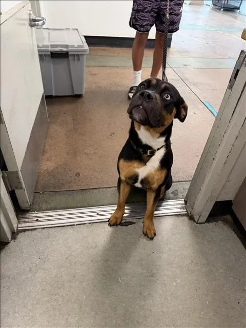 A young large-sized male Rottweiler dog named Dash for adoption in Van Nuys, CA