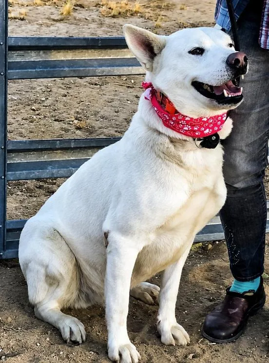 A young large-sized male White / Cream Siberian Husky dog named Hunter for adoption in Naperville, IL