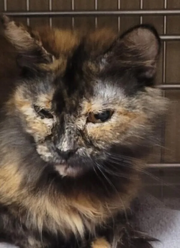 An adult medium-sized female Domestic Medium Hair cat named Peekaboo for adoption in Vancouver, WA