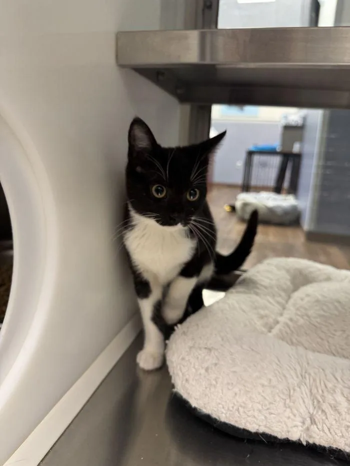 A young small-sized female Black & White / Tuxedo Domestic Short Hair cat named Bootsie for adoption in Hilton Head Island, SC