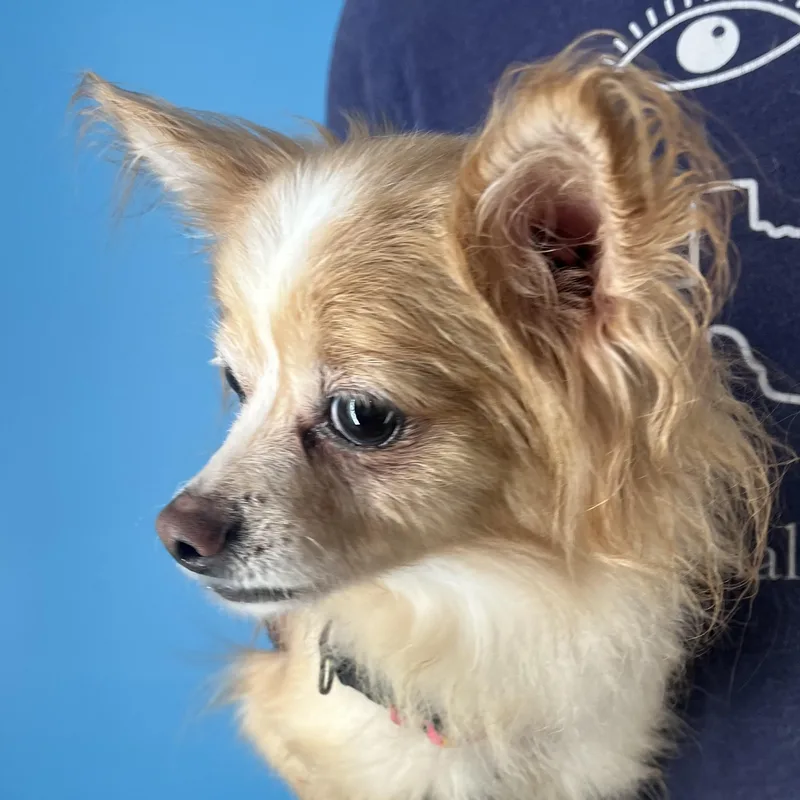 Penny  Local April thumbnail 2