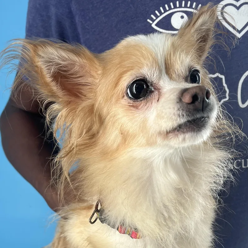 Penny  Local April thumbnail 3