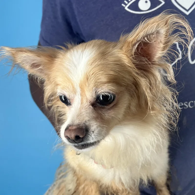 Penny  Local April thumbnail 4