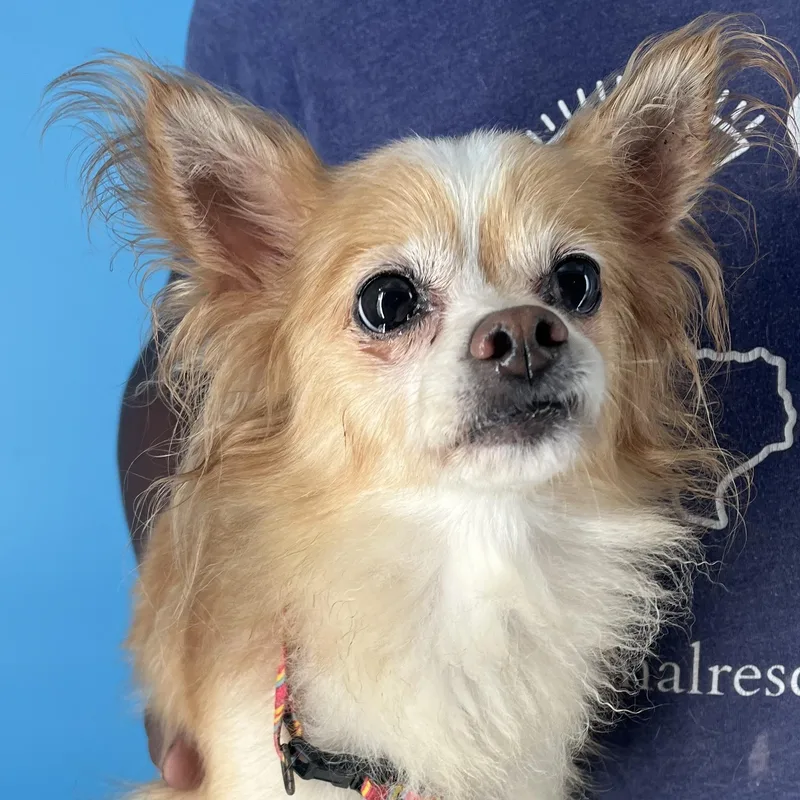 Penny  Local April thumbnail 5