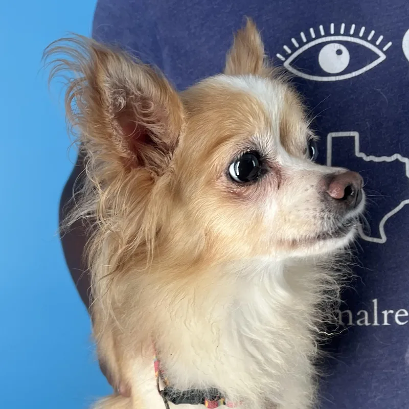 Penny  Local April thumbnail 6