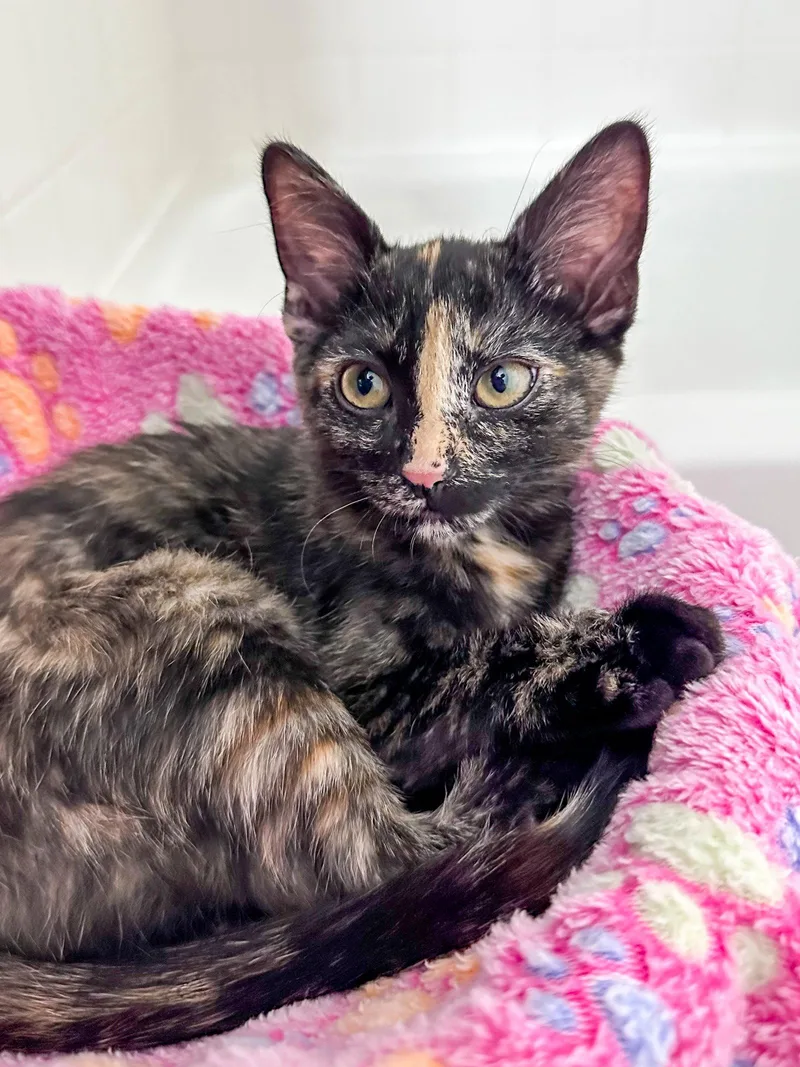 A young medium-sized female Domestic Short Hair cat named Maisy and Midge for adoption in Aurora, CO
