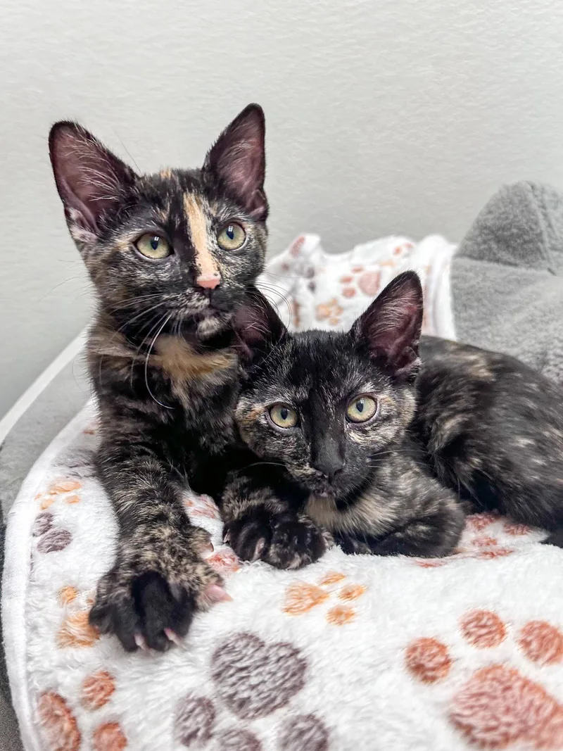 Maisy and Midge thumbnail 3