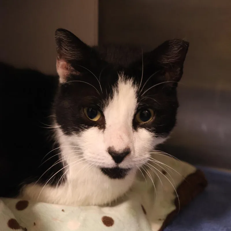 An adult large-sized male Black Domestic Short Hair cat named Meadow for adoption in Briarcliff Manor, NY
