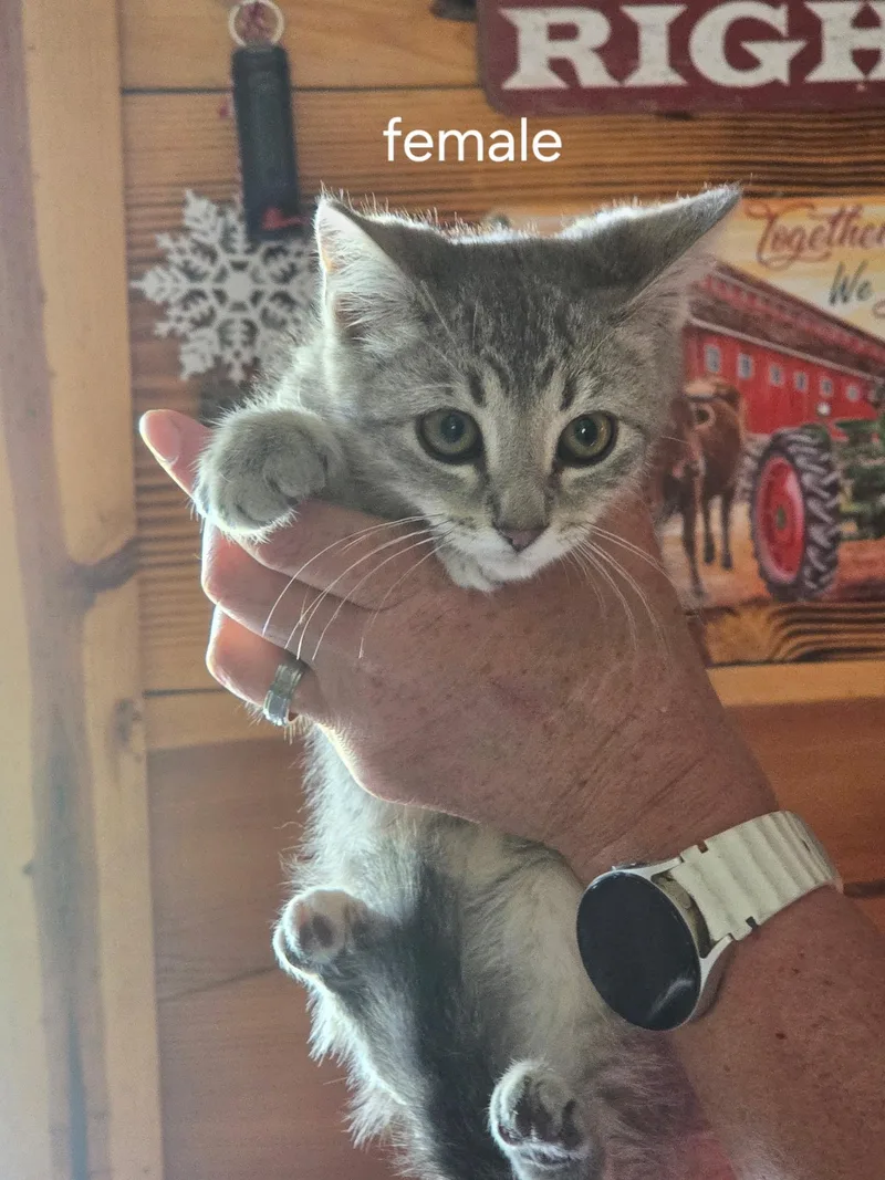 A baby small-sized female Domestic Short Hair cat named Short Stack for adoption in Heyburn, ID