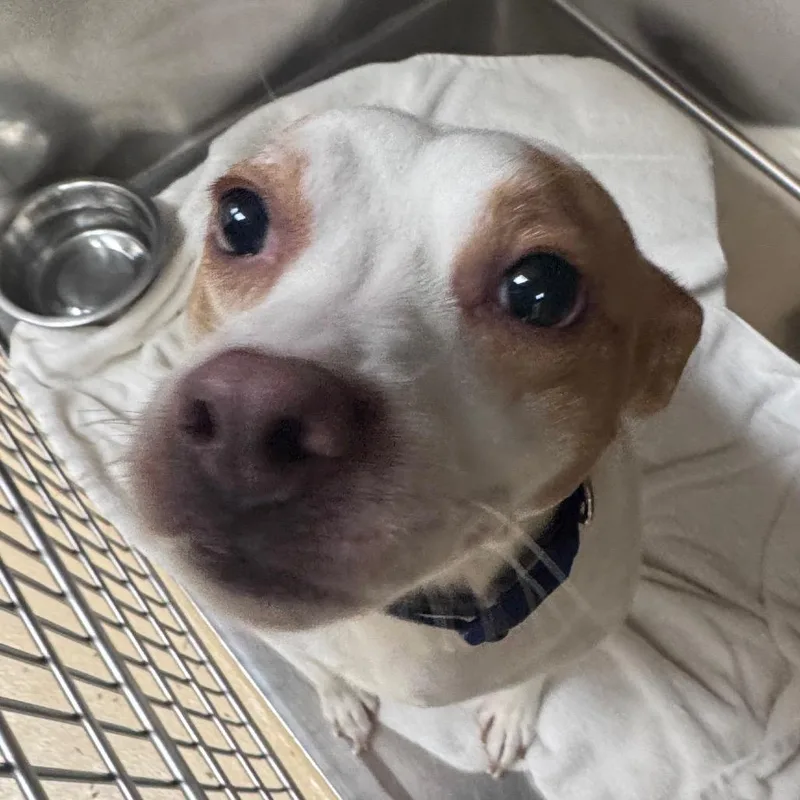 An adult medium-sized male White / Cream Mixed Breed dog named Boomer for adoption in Winston-Salem, NC