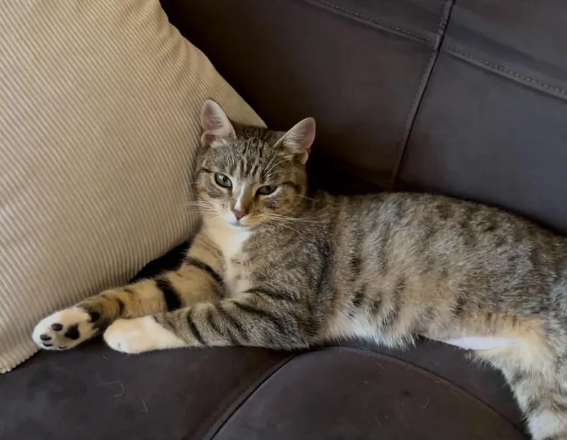A young medium-sized female Tabby (Tiger Striped) Domestic Short Hair cat named Rubina for adoption in Old Bridge, NJ