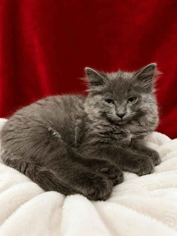 A baby small-sized female Domestic Medium Hair cat named Velvet for adoption in Clinton Township, MI