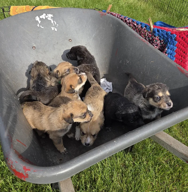 A baby medium-sized male Tricolor (Brown, Black, & White) German Shepherd Dog dog named Harry for adoption in Saint Paul, MN