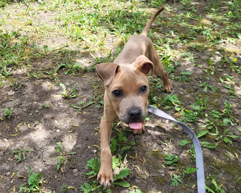 A baby medium-sized male Golden Mixed Breed dog named Bug for adoption in Grayslake, IL