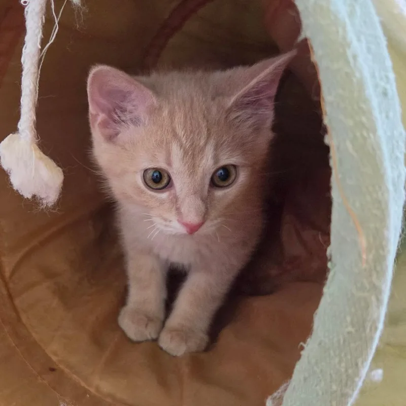 A baby small-sized male Domestic Short Hair cat named Flash for adoption in Portage, MI