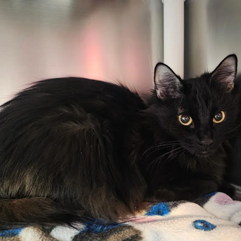 An adult medium-sized female Domestic Long Hair cat named Battie for adoption in Allyn, WA