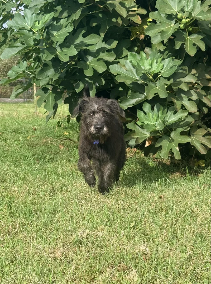 A young medium-sized female Terrier dog named Chrissy for adoption in Columbia, MD