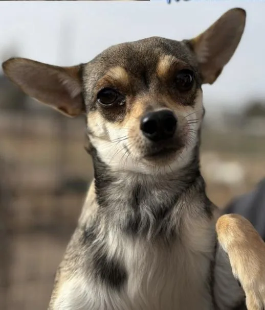 An adult small-sized male Brown / Chocolate Chihuahua dog named Chuco for adoption in fort worth, TX