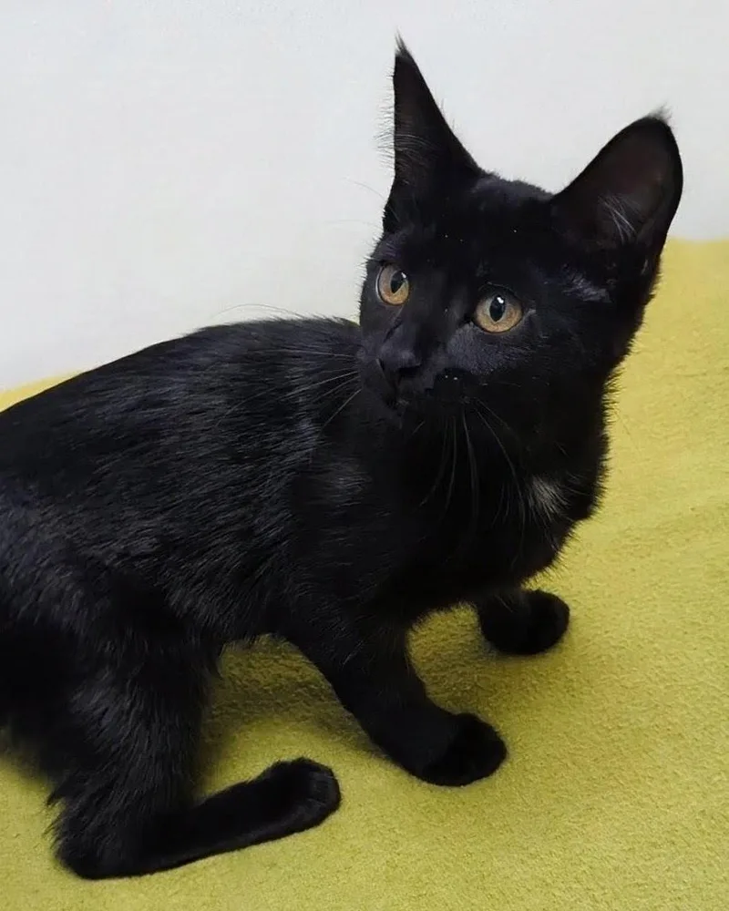 A baby large-sized female Black Domestic Short Hair cat named Martha for adoption in Springfield, IL
