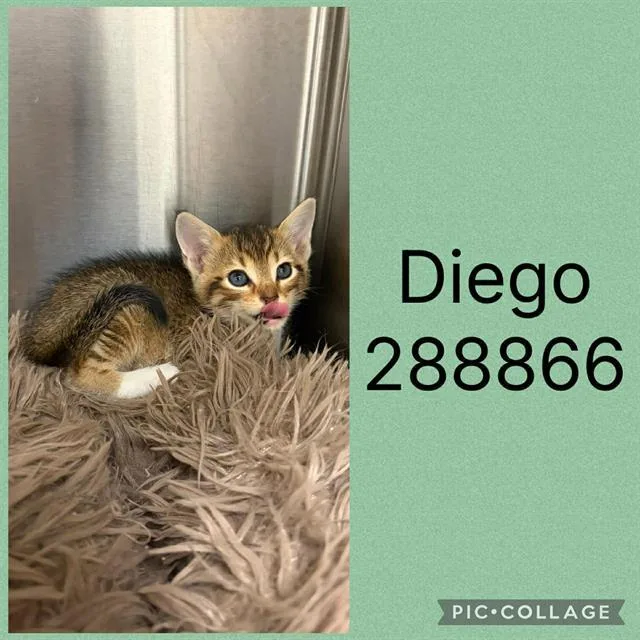 A baby small-sized male Domestic Short Hair cat named Diego for adoption in Macon, GA