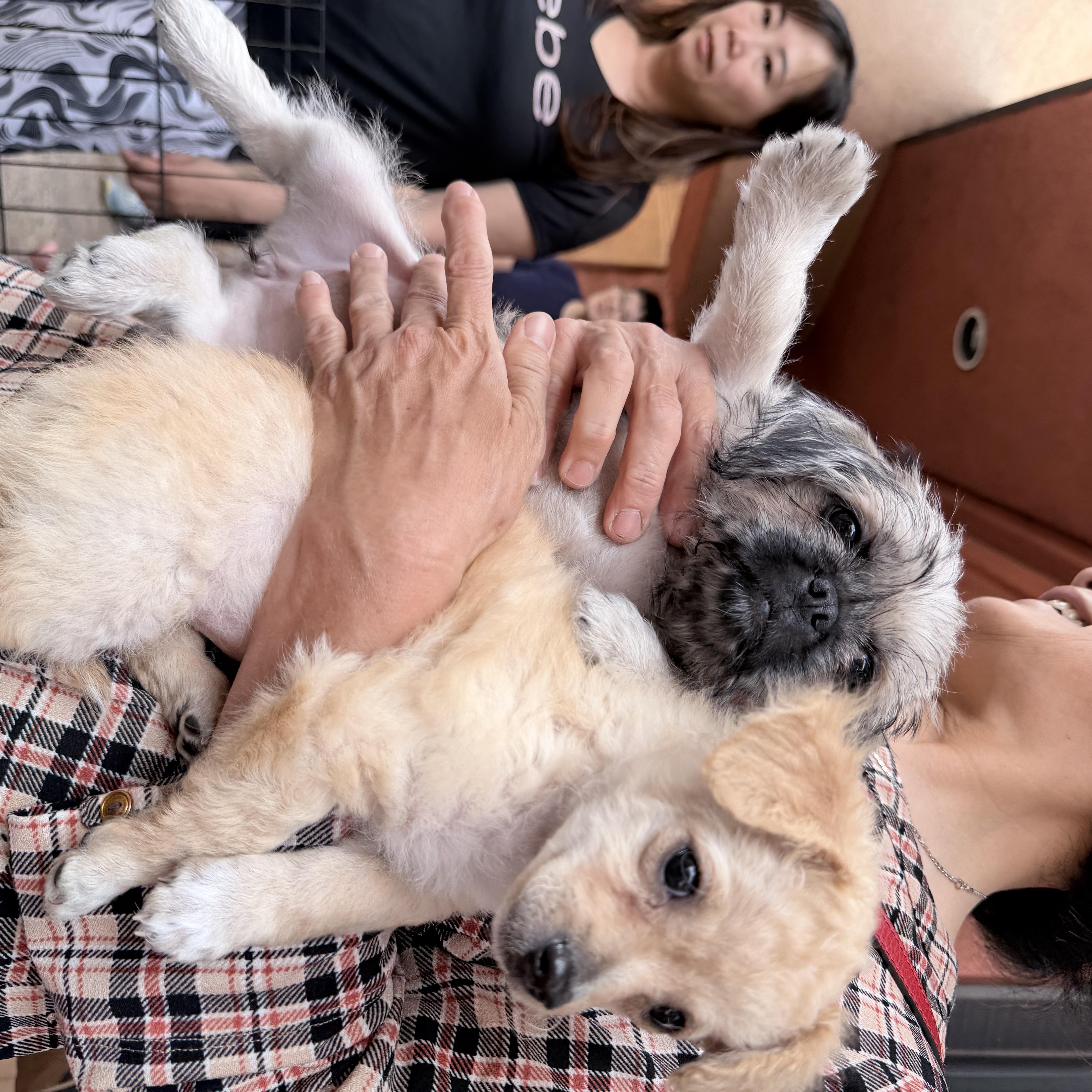 A baby small-sized female Black Pug dog named Chloe for adoption in Van Nuys, CA