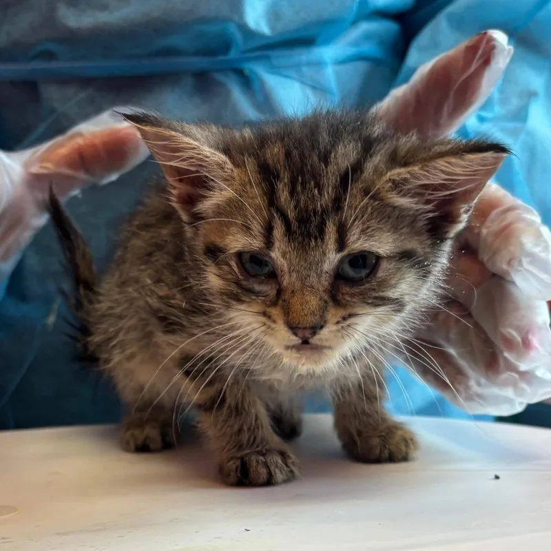 A baby small-sized female Brown / Chocolate Domestic Short Hair cat named Palette for adoption in Newark, NJ