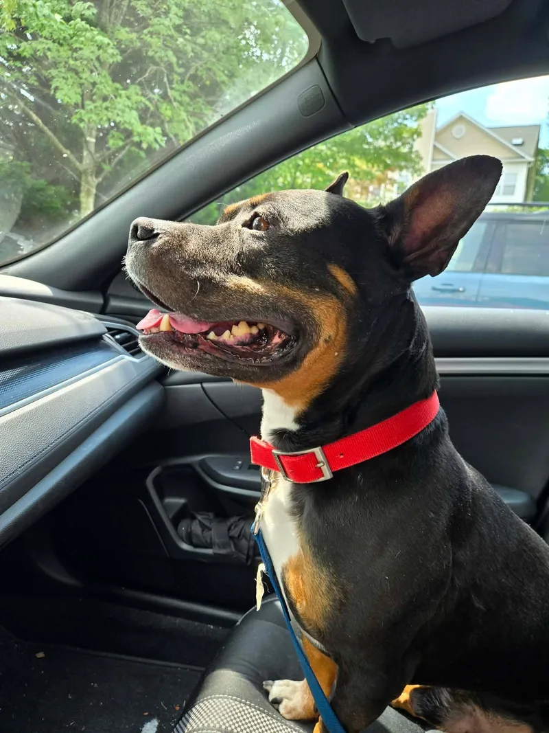 A young medium-sized male Pit Bull Terrier dog named Bronx for adoption in Rockville, MD