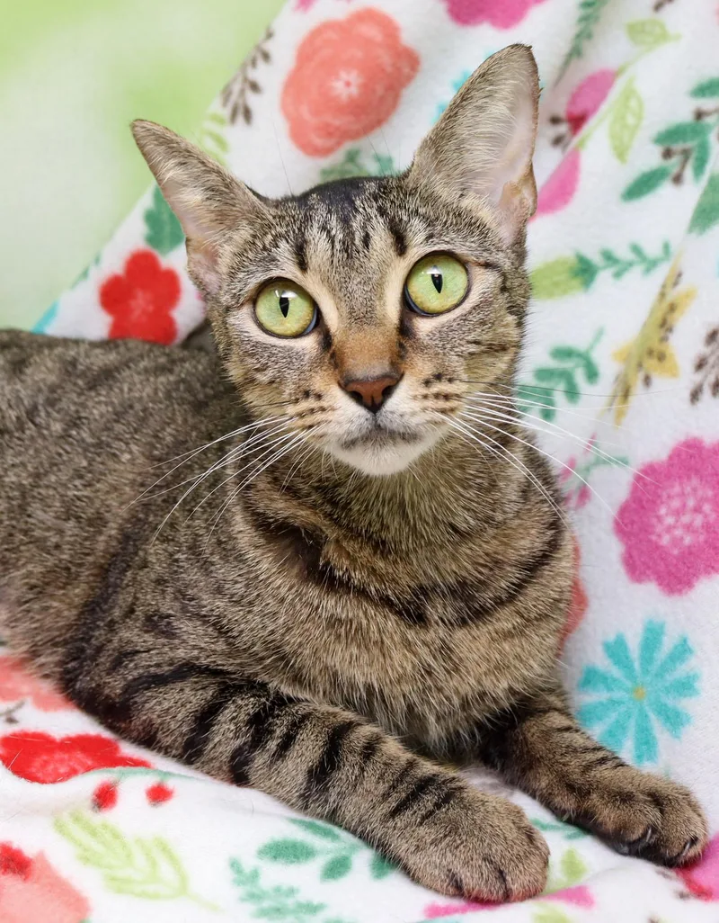 A young medium-sized female Tabby (Brown / Chocolate) Domestic Short Hair cat named Sadie for adoption in Tierra Verde, FL