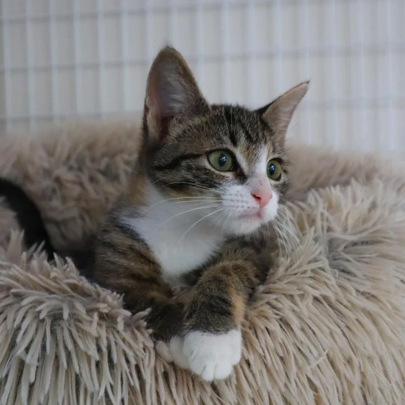 A baby small-sized female Brown / Chocolate Domestic Short Hair cat named TRex for adoption in Middle Village, NY
