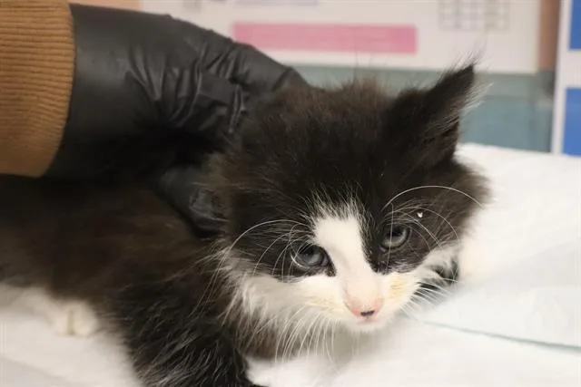 A baby small-sized male Domestic Short Hair cat named Lumie for adoption in Columbia, SC