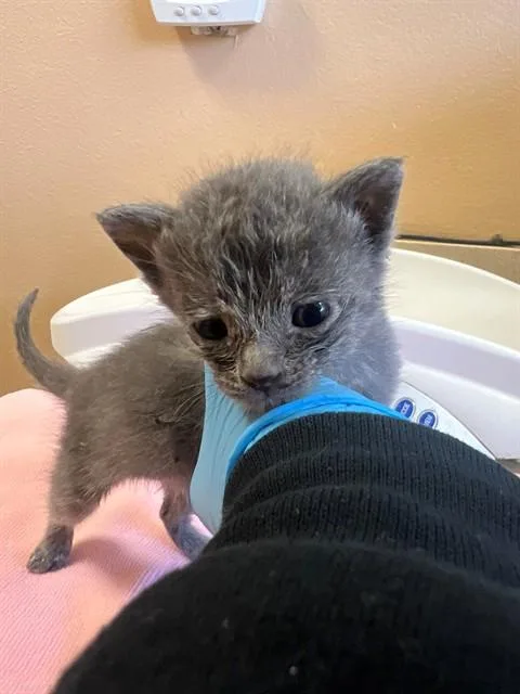A baby small-sized female Domestic Short Hair cat named A for adoption in Blythe, CA