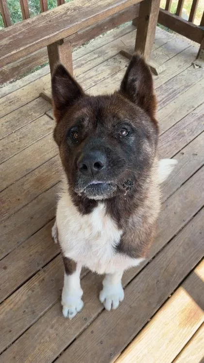 A senior large-sized female Akita dog named Banana for adoption in Wetumpka, AL