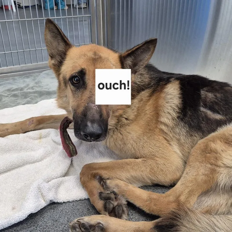 An adult medium-sized male Black German Shepherd Dog dog named Mike Wazowski for adoption in Montgomery, AL